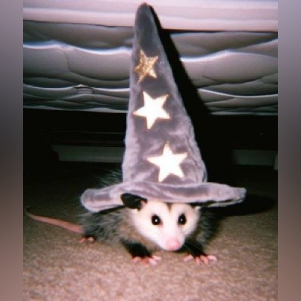 Meet your Posher, Karina